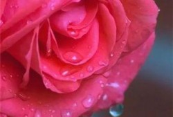 水晶玫瑰最新爆料视频